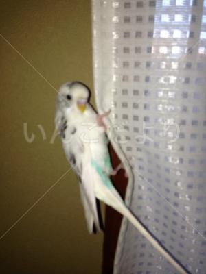 迷い鳥の写真