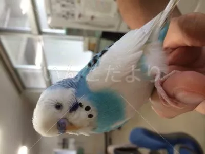 保護鳥の写真