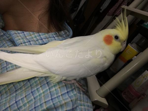 保護鳥の写真