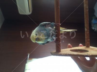 迷い鳥の写真
