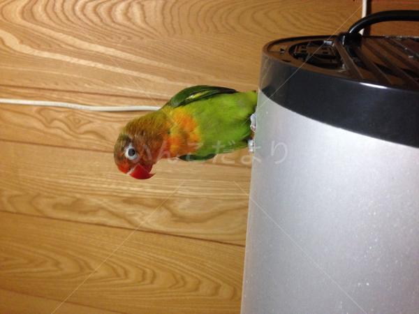 迷い鳥の写真