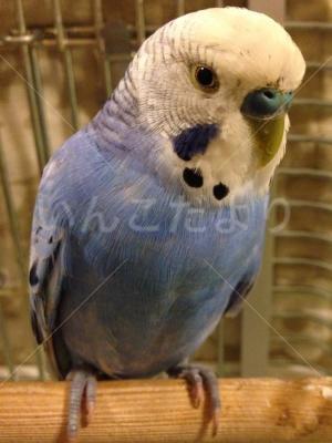 保護鳥の写真
