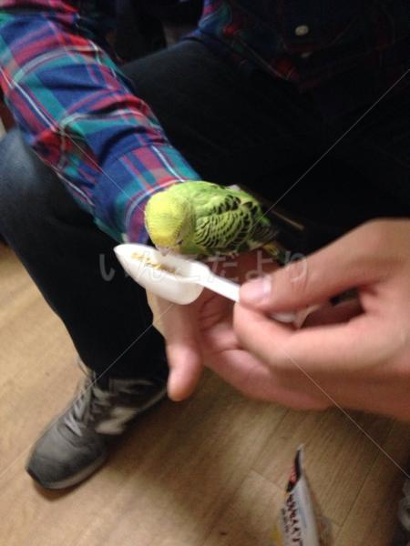 保護鳥の写真