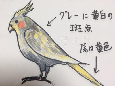 迷い鳥の写真