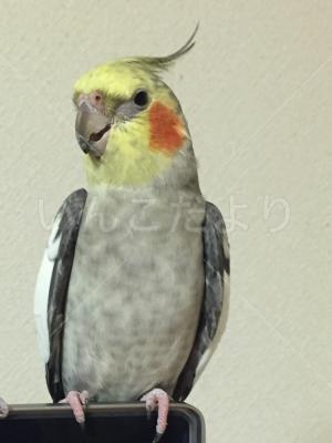 迷い鳥の写真