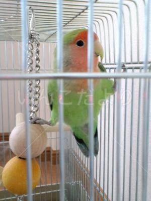迷い鳥の写真