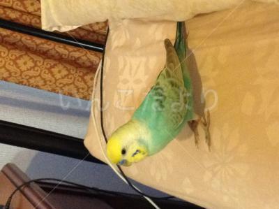 保護鳥の写真