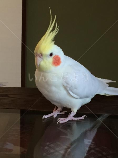 迷い鳥の写真