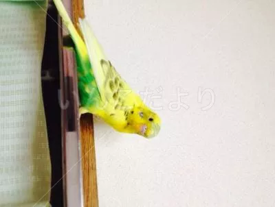 保護鳥の写真