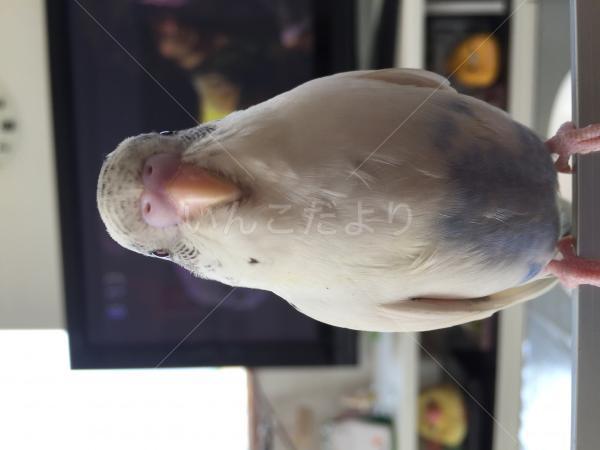 迷い鳥の写真