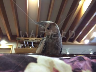 迷い鳥の写真