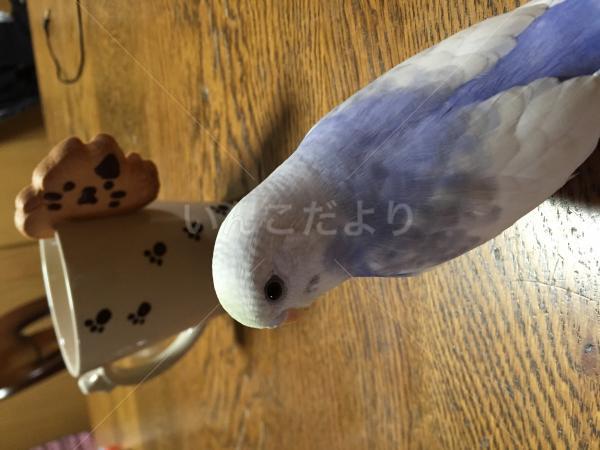迷い鳥の写真