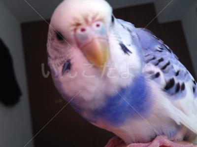 迷い鳥の写真