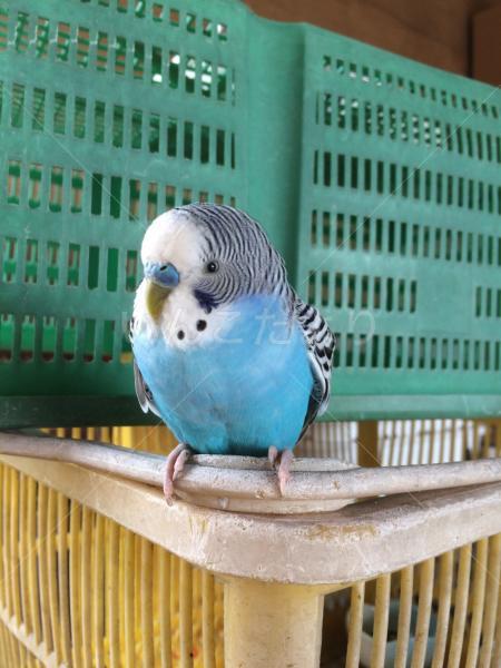 保護鳥の写真