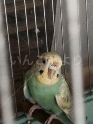 保護鳥の写真