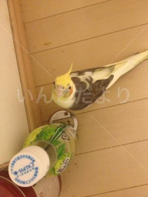 迷い鳥の写真