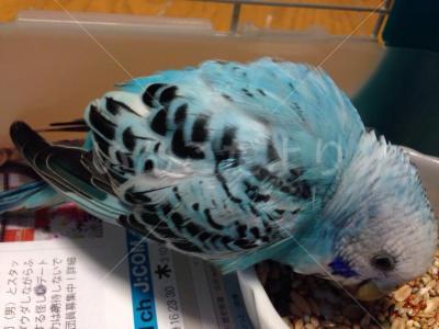 保護鳥の写真