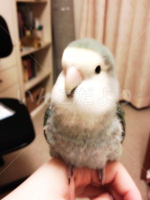 迷い鳥の写真