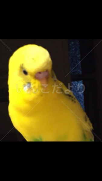 迷い鳥の写真