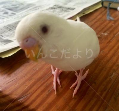 迷い鳥の写真