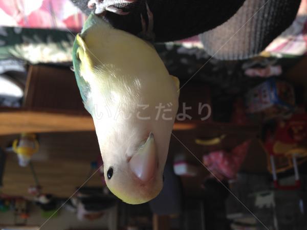 迷い鳥の写真
