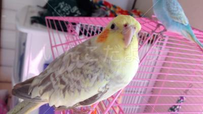迷い鳥の写真