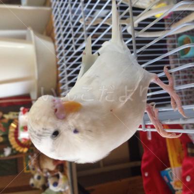迷い鳥の写真