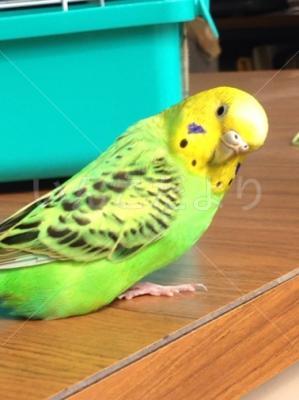保護鳥の写真