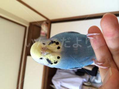 迷い鳥の写真