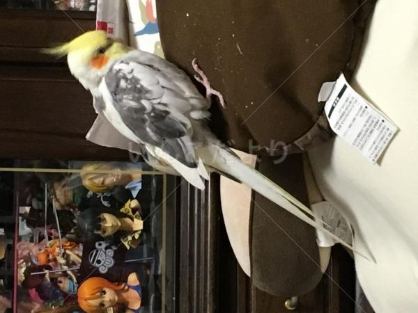 迷い鳥の写真