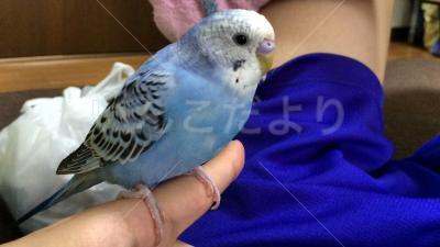 迷い鳥の写真