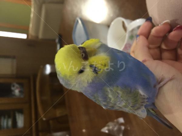 迷い鳥の写真
