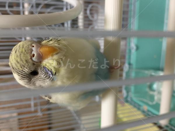 迷い鳥の写真