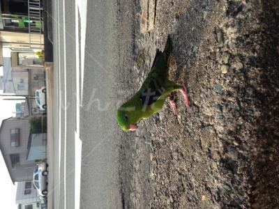保護鳥の写真
