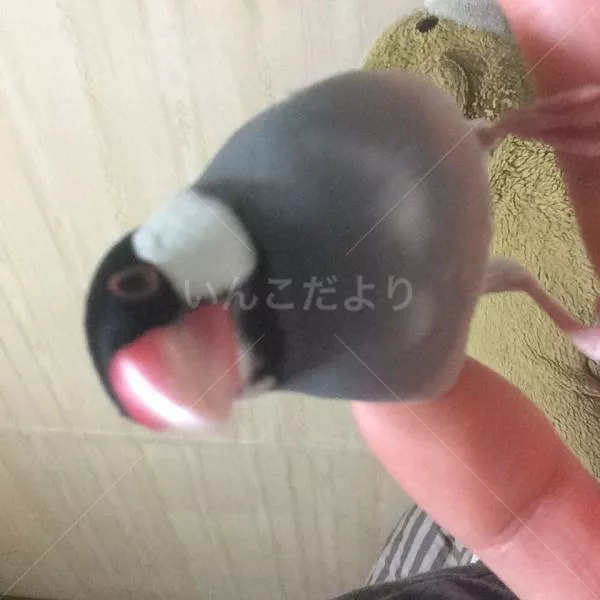 迷い鳥の写真