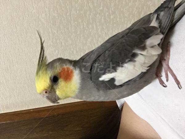 迷い鳥の写真