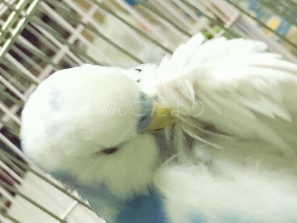 迷い鳥の写真