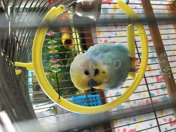 迷い鳥の写真
