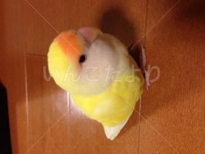 迷い鳥の写真