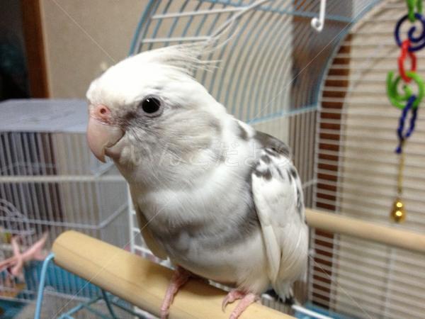 迷い鳥の写真