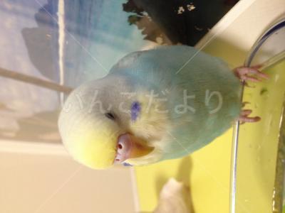 迷い鳥の写真