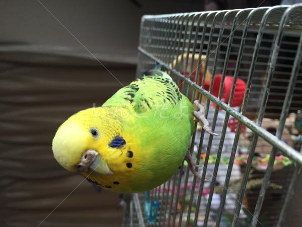 迷い鳥の写真