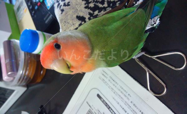 迷い鳥の写真