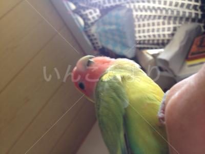 迷い鳥の写真