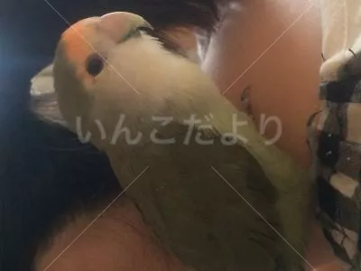 保護鳥の写真