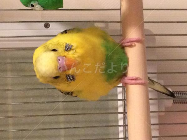 迷い鳥の写真