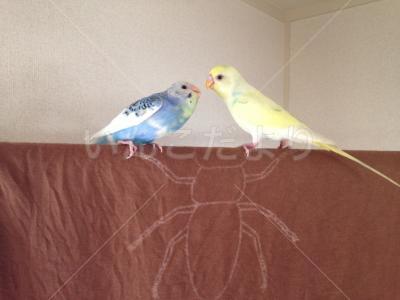 迷い鳥の写真