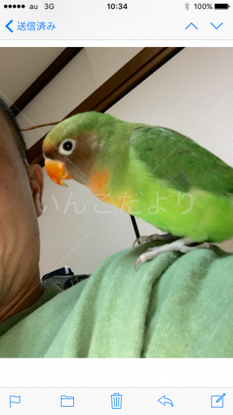 迷い鳥の写真