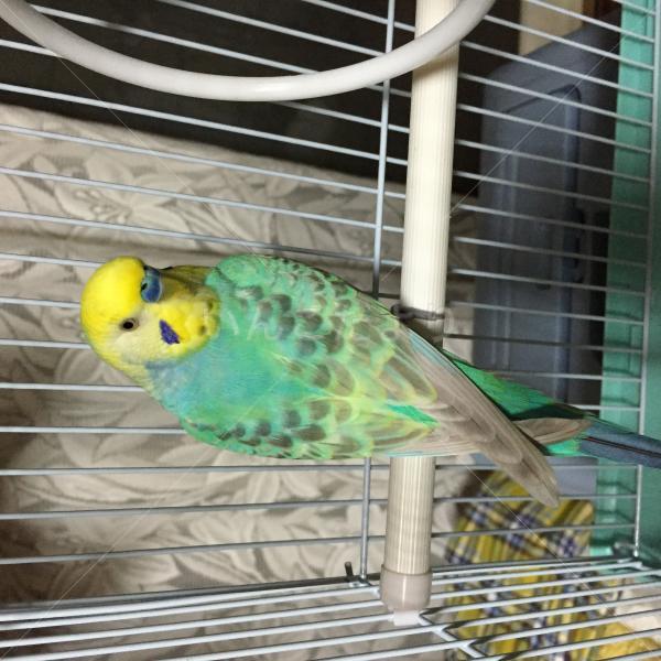 保護鳥の写真