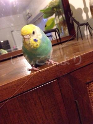 迷い鳥の写真